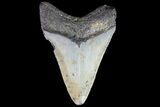 Fossil Megalodon Tooth - North Carolina #80835-2